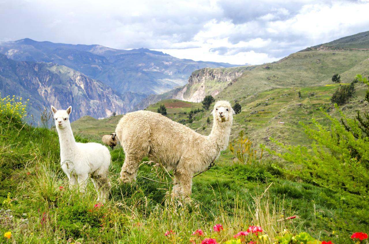 Villa La Granja del Colca Cabanaconde Exterior foto